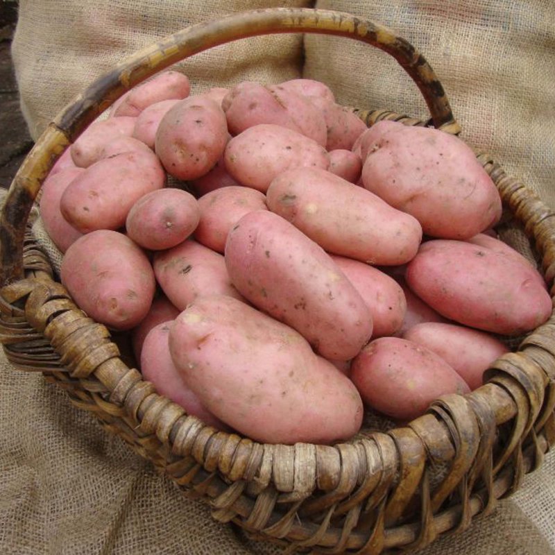 VEG Potato Organic Sarpo Mira