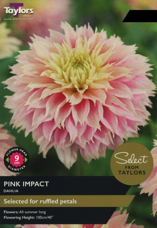 SSE147 Dahlia Pink Impact