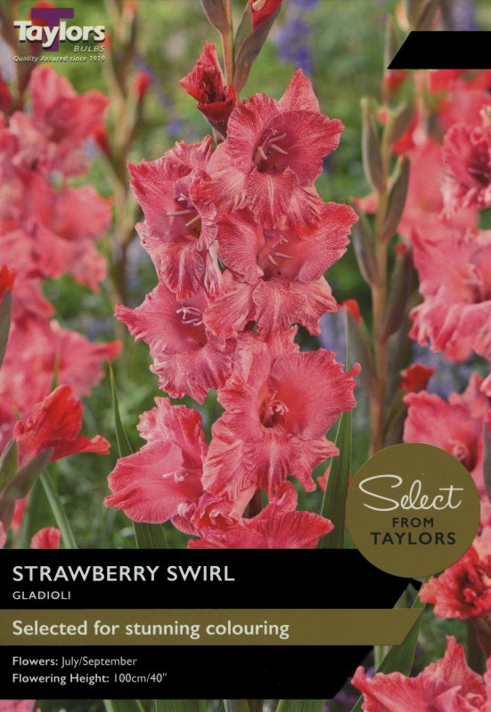 SSE171 Gladioli Strawberry Swirl