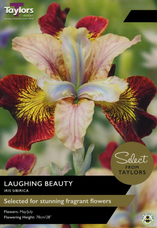 SSE174 Iris Laughing Beauty