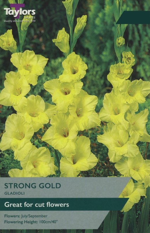 TS160 Strong Gold