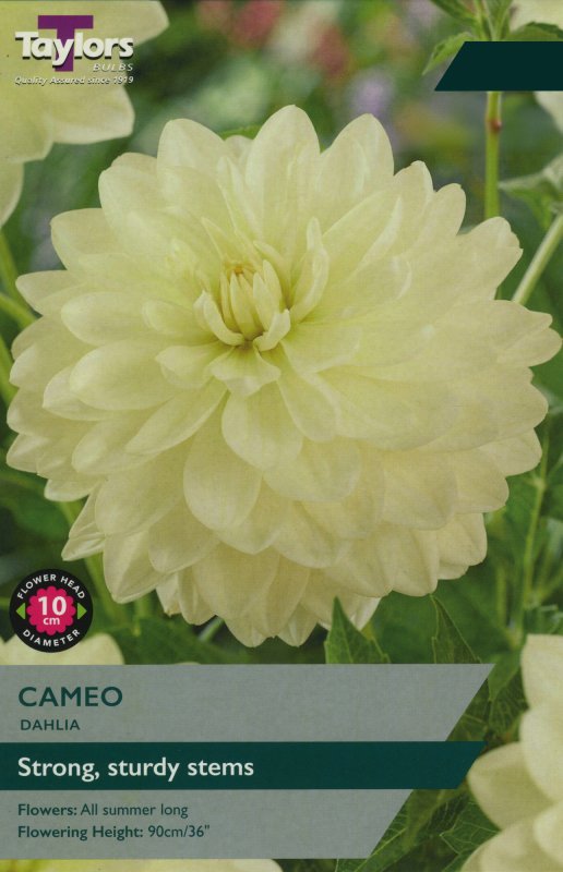 TS389 Cameo
