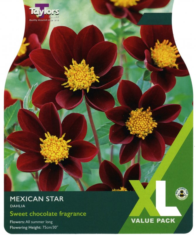XL531 Dahlia Mexican Star