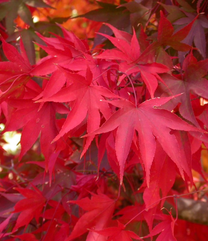 AcerPalmatumOsakasuki