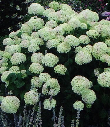 SHRUBHYDRANGEAANNABELLELARGE