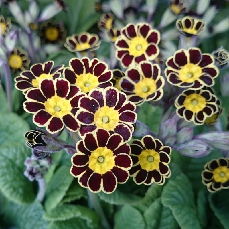 BEDDPrimulaGoldLaceBedding
