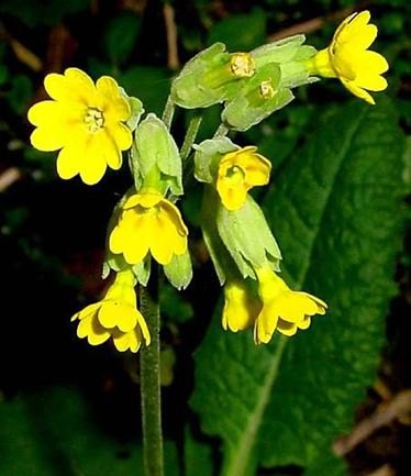 ALPPRIMULAVERISLARGE