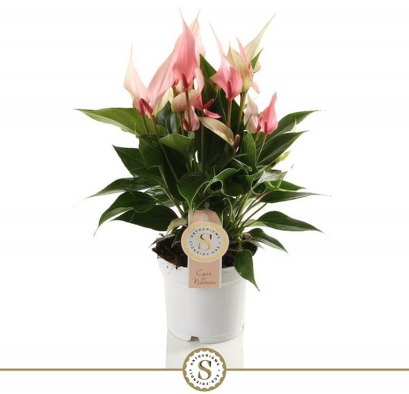 HOUSE Anthurium andr Champion Lilli ( no sleeve) 313088
