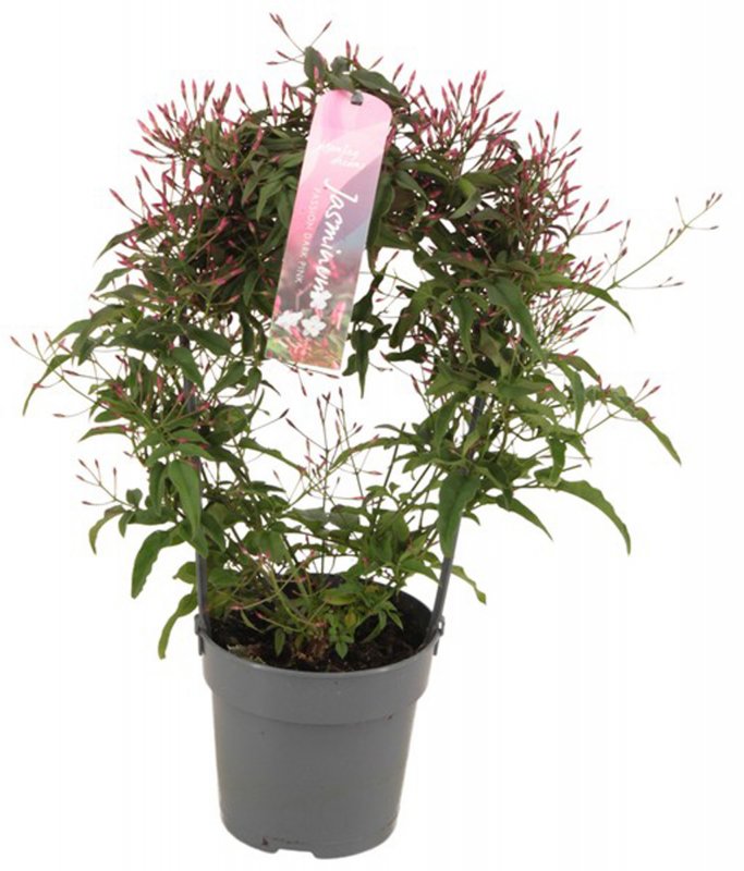 HOUSE Jasminum polyanthum Passion Dark pink 200+ Arch 499172