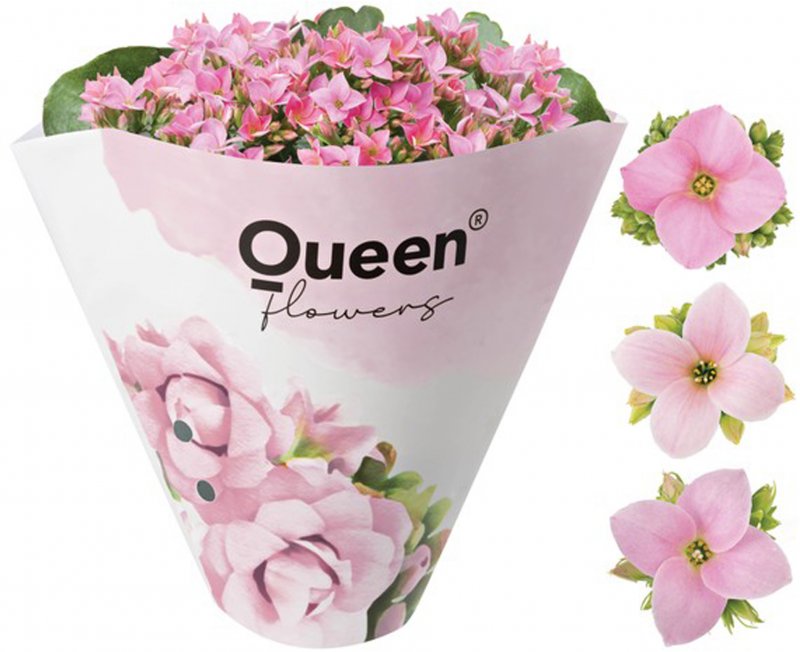HOUSE Kalanchoe bloss Pink Original 504004