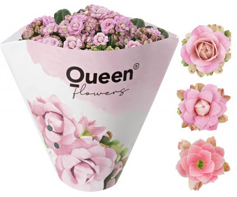HOUSE Kalanchoe bloss Pink Roseflower ( filled flowers) 503965
