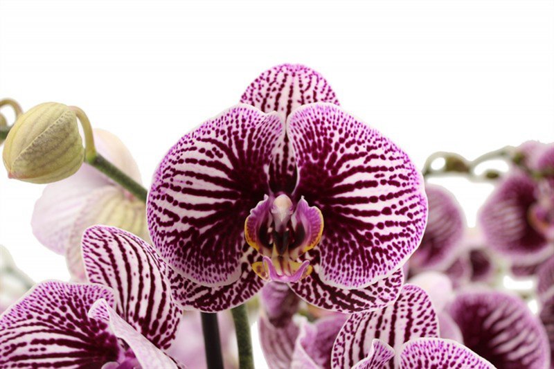 HOUSE Phalaenopsis Black Stripes 2t 16+ 467255