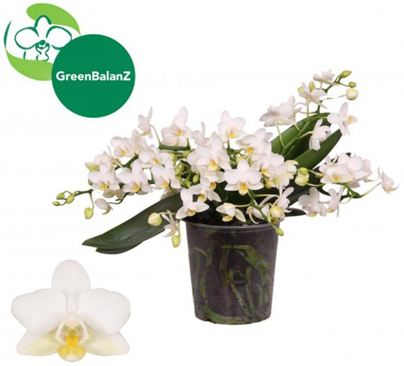 HOUSE Phalaenopsis Nazare 4t 487708