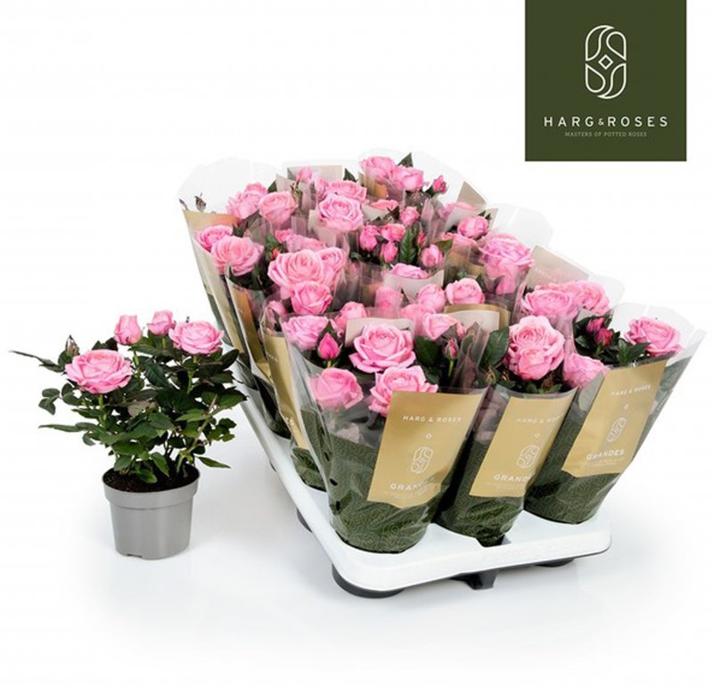 HOUSE Rosa Kordana Grande Adele (big flowers) 381481