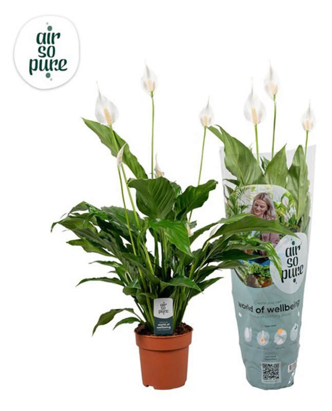HOUSE Spathiphyllum Sweet Chico air so Pure 459016