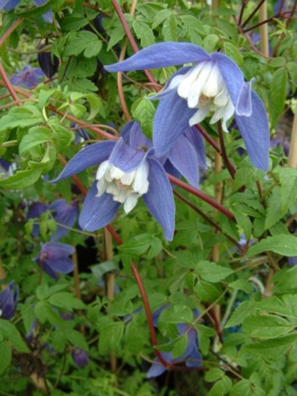 CLIMB Clematis atr. Frances Rivis 265925