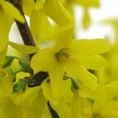 Forsythia Week End