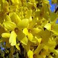 Forsythia Lynwood