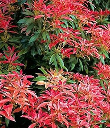 SHRUBPIERISFORESTFLAMEBIG