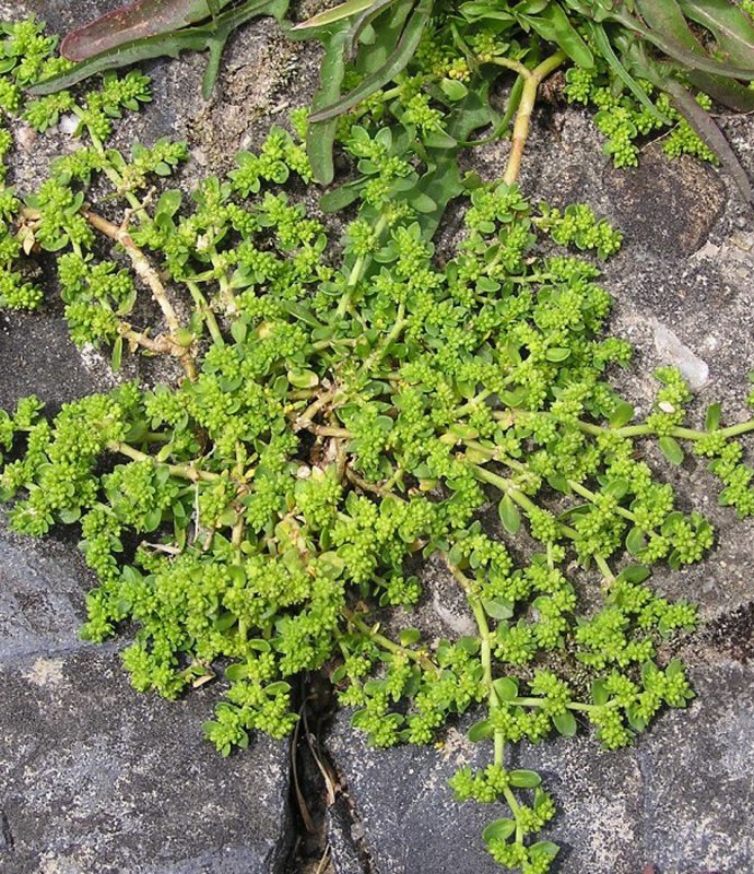 HeiniariaGlabra