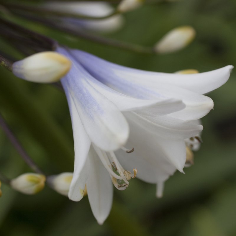 Agapanthus Enigma