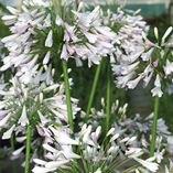 PERAGAPANTHUSWINDSORGREYMID