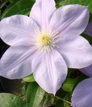 CLEMATISBLUEEYESLARGE