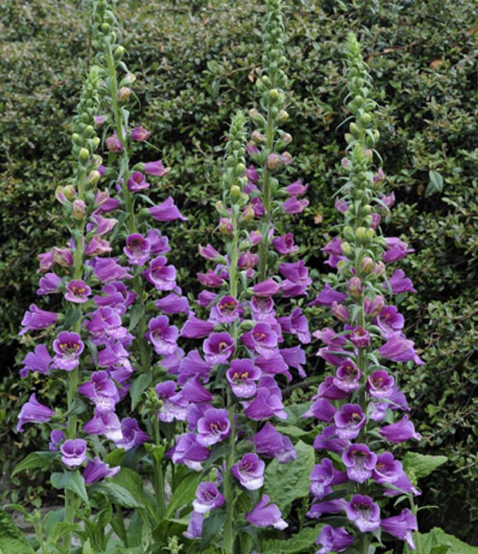 DigitalisDalmationPurple