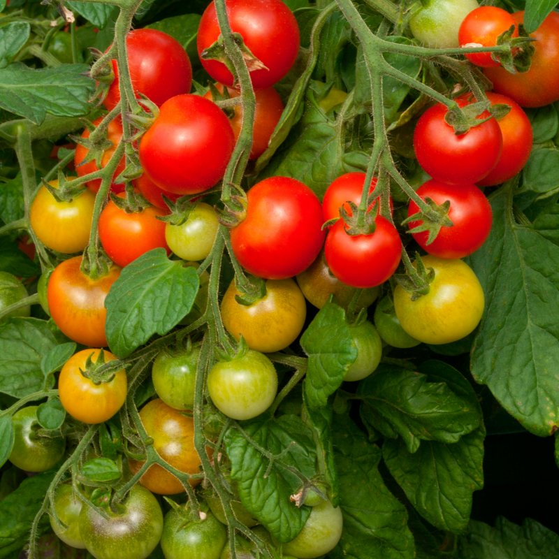 VEG_Tomato_Cherry_Falls_Vegetable_9128