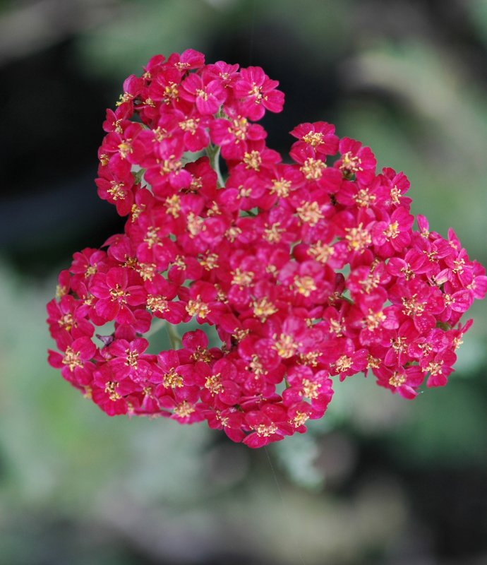 PERAchillea Red Velvet LARGE