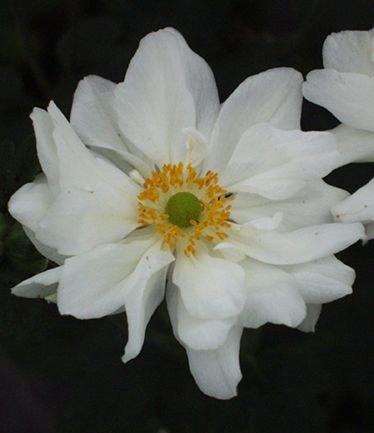 PERANEMONEHYBRIDAWHIRLWINDLARGE