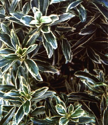 SHRUBEUONYMUSMICROALBOVARIEGATUSLARGE