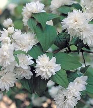 SHRUBPHILADELPHUSMANTEAUDHERMINEBIG