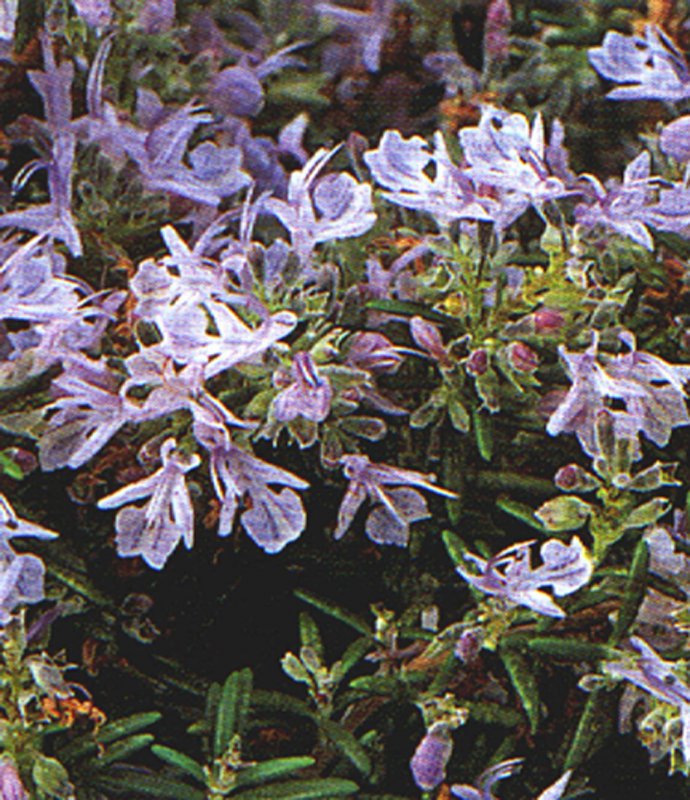RosmarinusProstratus
