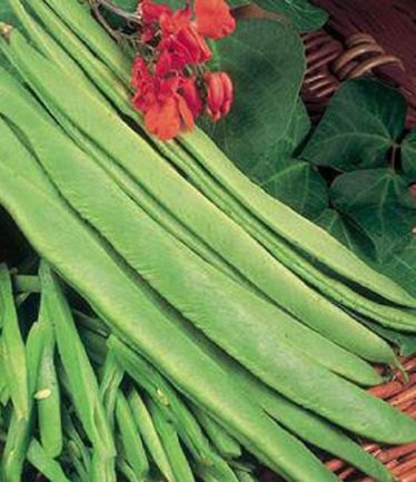 VEGBEANRUNNERPOLESTARLARGE