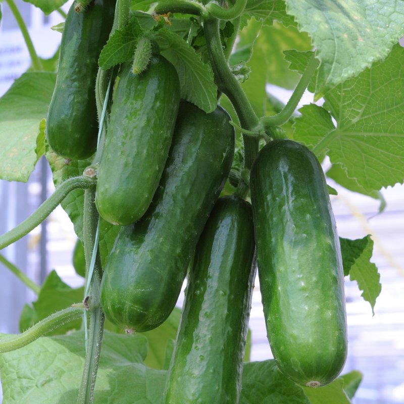 VEG_Cucumber_Picolino_Vegetable_4593