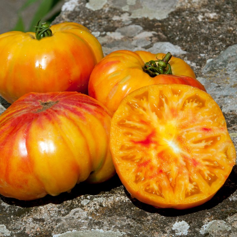 VEG_Tomato Buffalosun HAZ