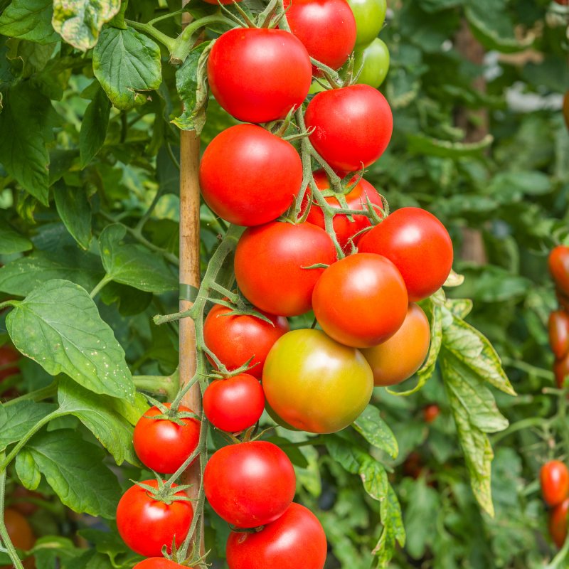 VEG_Tomato Maisey PV