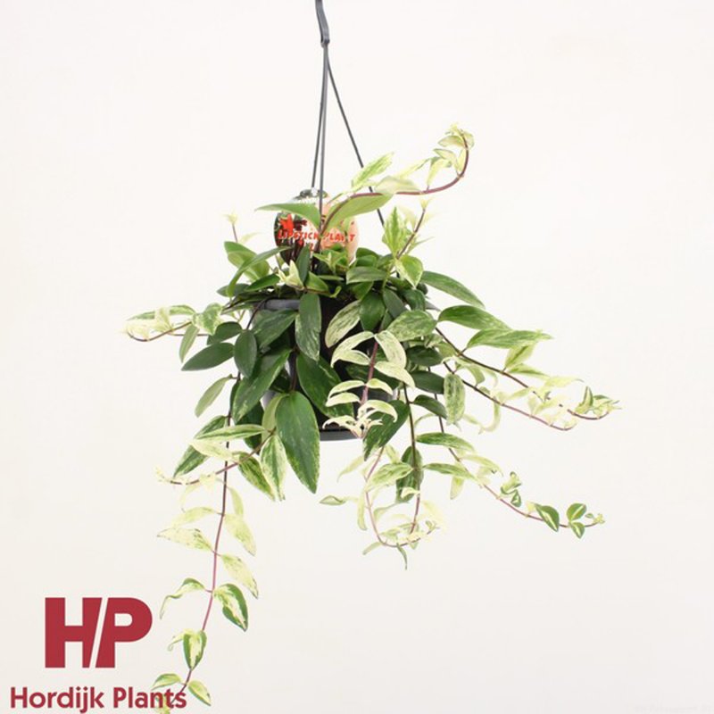 HOUSE Aeschynanthus lobbianus Variegatus 475710