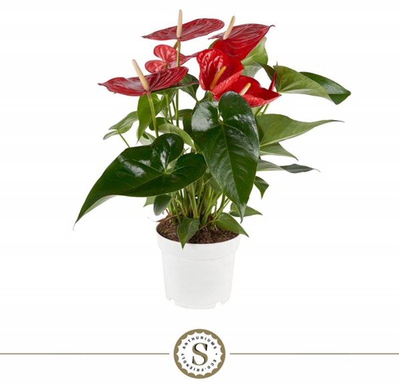 HOUSE Anthurium andr Minnesota 510787