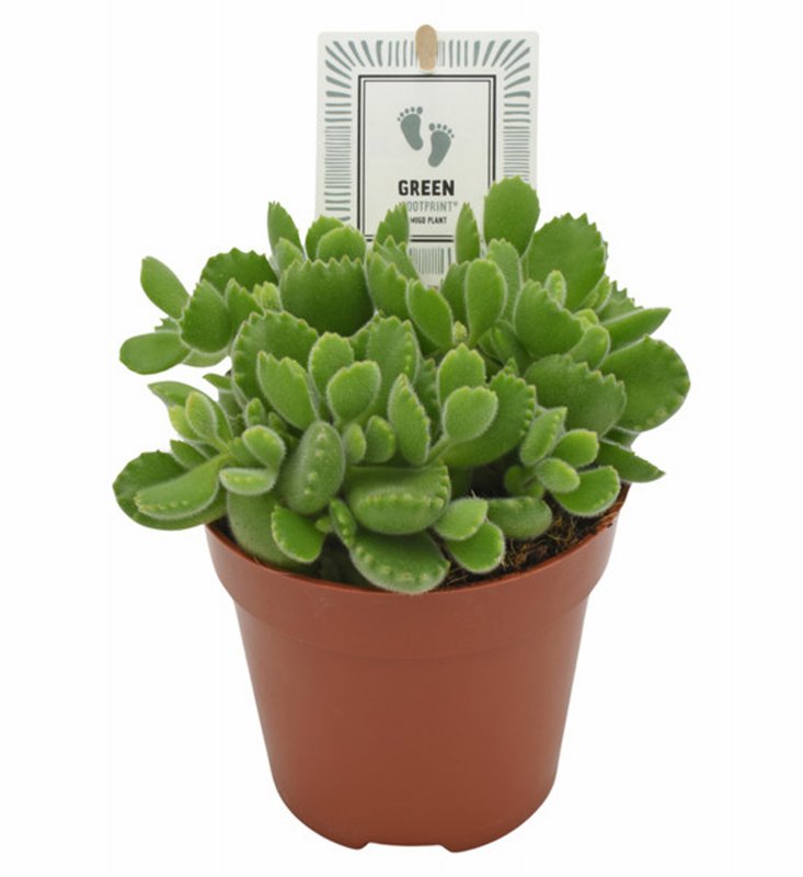 HOUSE Cotyledon Green Footprint® 492742