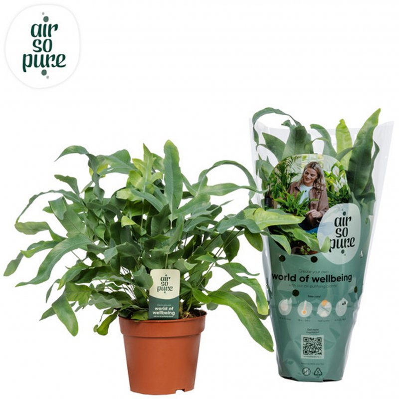 HOUSE Phlebodium aur Blue Star Air So Pure 176431