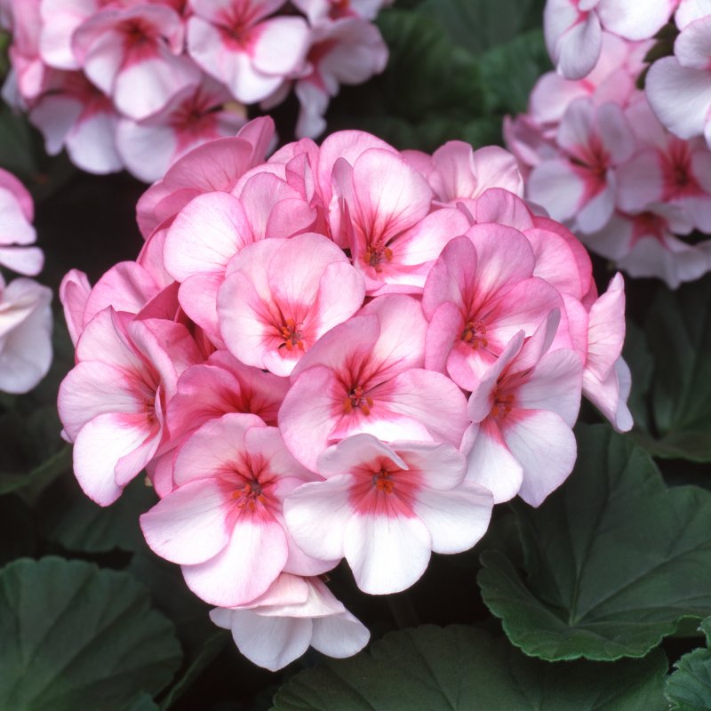 Geranium Horizon Star