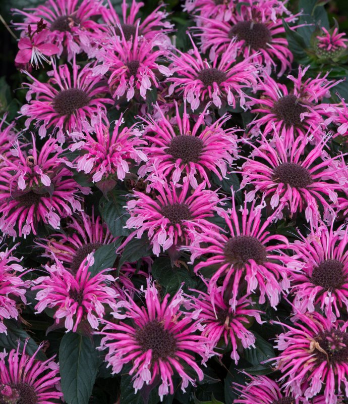 Monarda Balmy Pink 02
