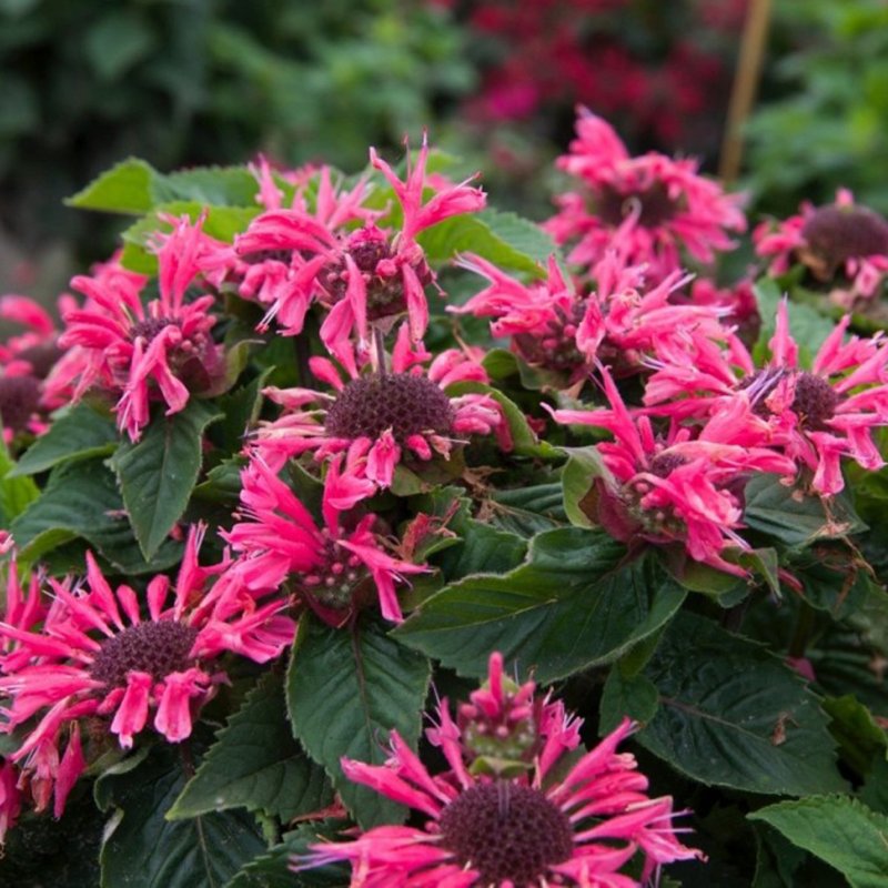 PERMonardaBee_Merry
