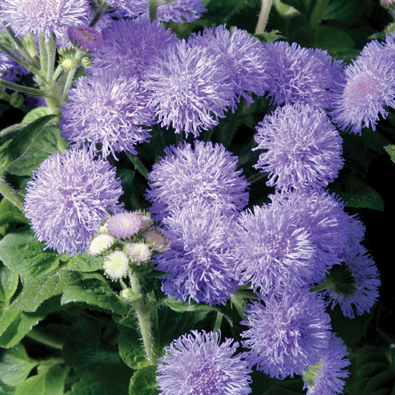 BEDD_Ageratum Patina Blue 01 FL