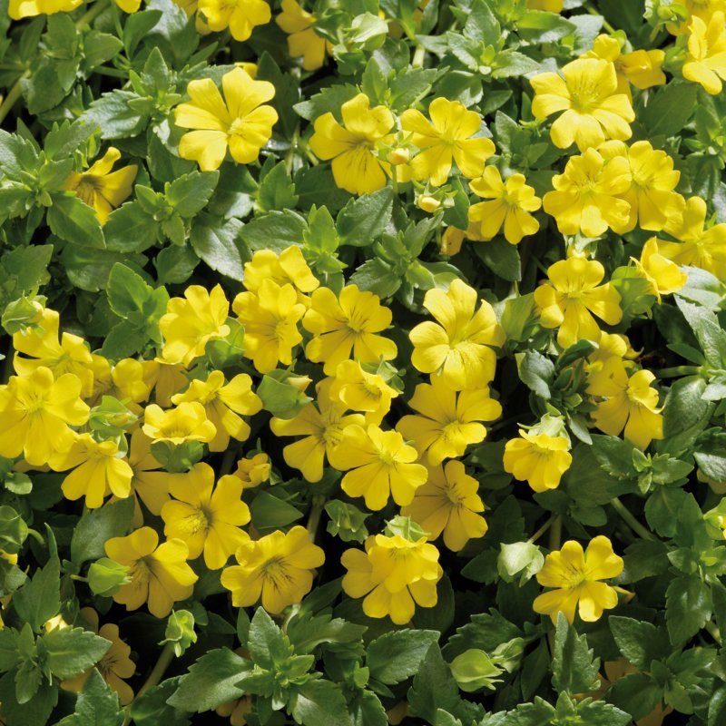 BEDD_Bacopa Mecardonia Gold Flakes 01