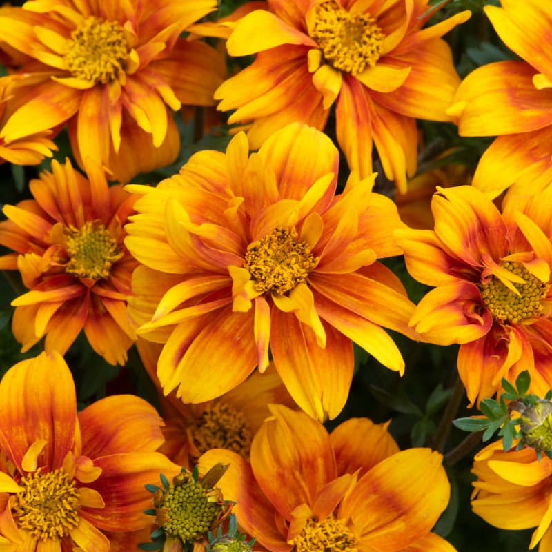 BEDD_Bidens Bee Happy Double Orange 01