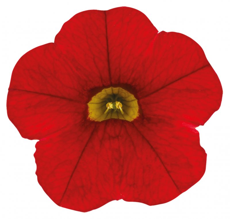 BEDD_Calibrachoa Cabaret Early Bright Red 01 FL