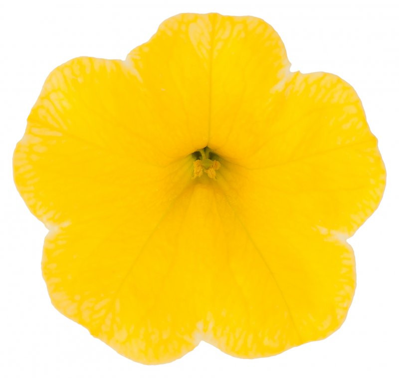 BEDD_Calibrachoa Cabaret Early Bright Yellow 01 FL